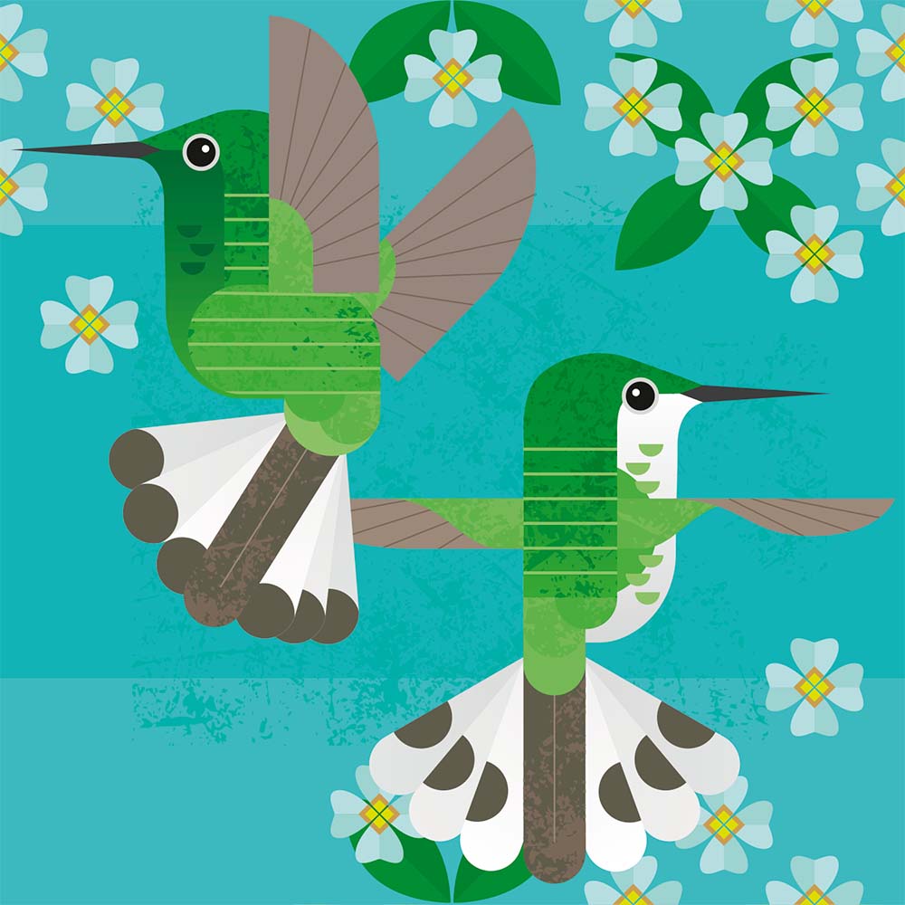 digital illustration White-tailed Emerald Hummingbird Jeanne Melchels
